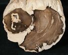 x Petrified Wood Limb Section - Oregon #16908-1